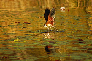 brown bird flying above body of water during daytime