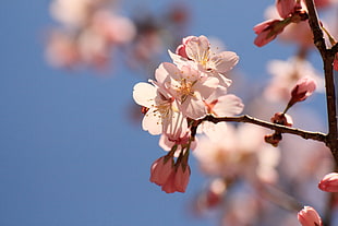 shallow focus photography of pink Cherry Blossoms