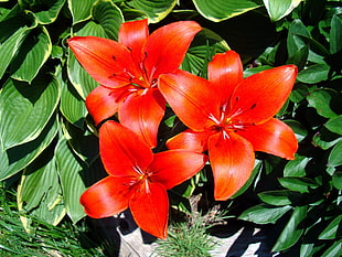 red flower plant HD wallpaper