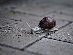 brown and gray snail on gray concrete surface