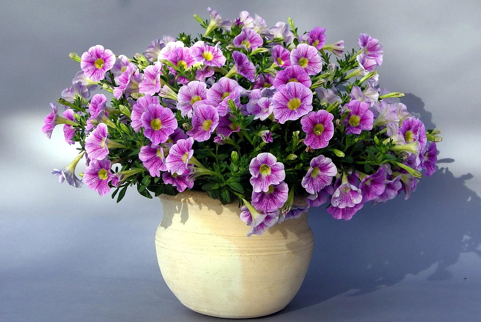 purple flowers in beige ceramic vase HD wallpaper
