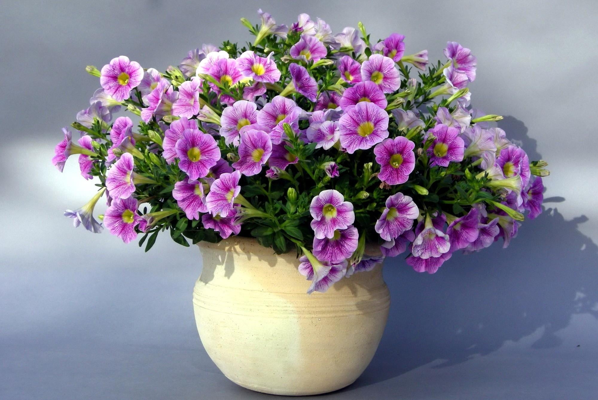 purple flowers in beige ceramic vase