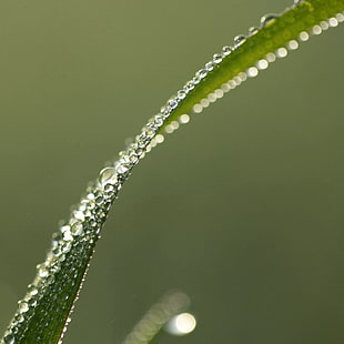 focus photography of water drop on leave