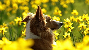 closeup photography of brown and white dog on bed of yellow petaled flowers