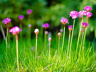 shallow focus photography of purple flowers during daytime, thrift, armeria maritima, rose HD wallpaper