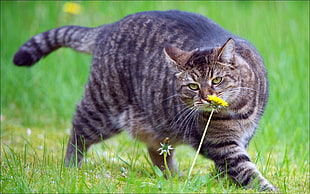 brown Tabby cat on green grass field