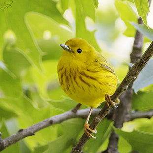 yellow bird on tree branch during daytime, yellow warbler