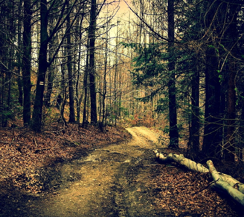 green leafed trees, nature, pathway, forest, trees HD wallpaper