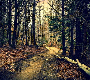 green leafed trees, nature, pathway, forest, trees
