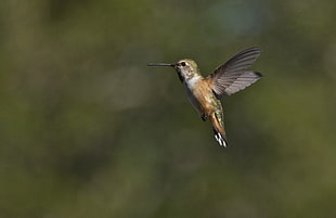 focused photo of long-beaked brown and green flying bird, selasphorus, hummingbird