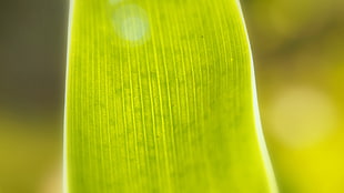 close-up photography of green leaf