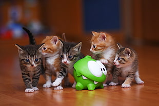 photo of five kittens on brown parquet flooring