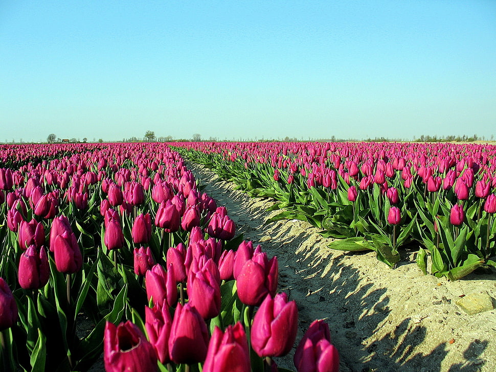 pink Tulip flower field HD wallpaper