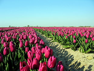 pink Tulip flower field