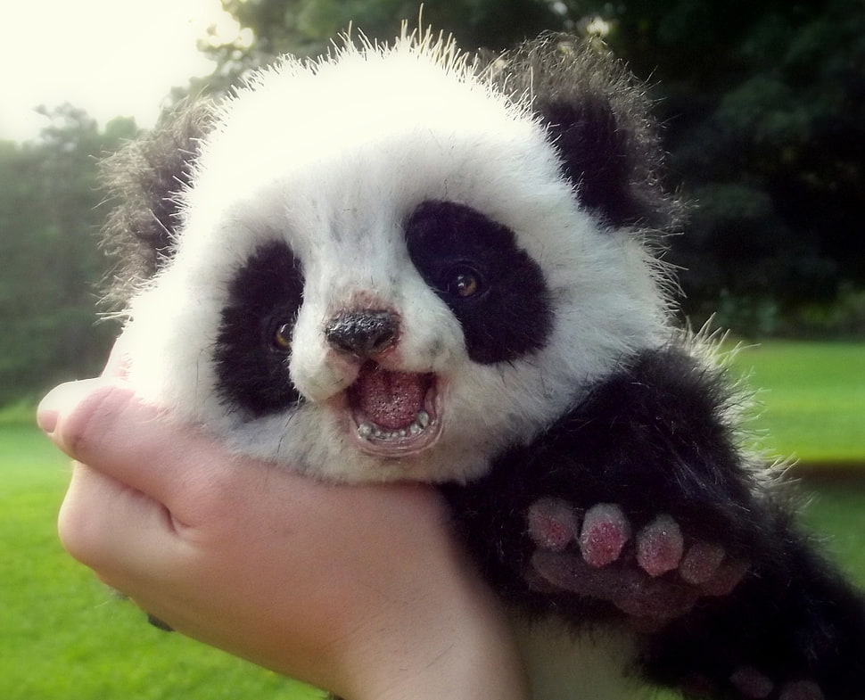 panda bear HD wallpaper