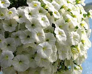 closeup photo of white-and-green petaled flowers
