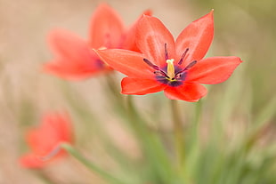 three red petaled flower bloom during daytime, tulips