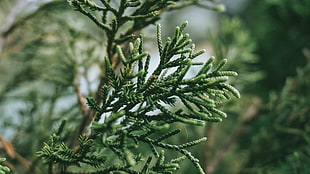 green pine tree, Branch, Plant, Green