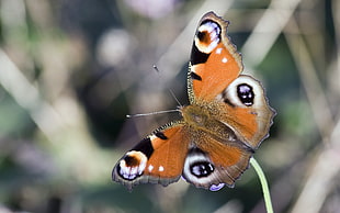 macro photo of a Peacock butterfly HD wallpaper