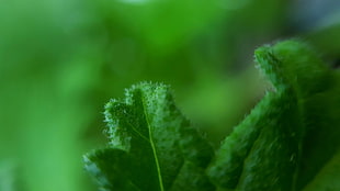 close up photo of green leaf plant, pelargonium