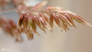 selective photo of brown leaves flower