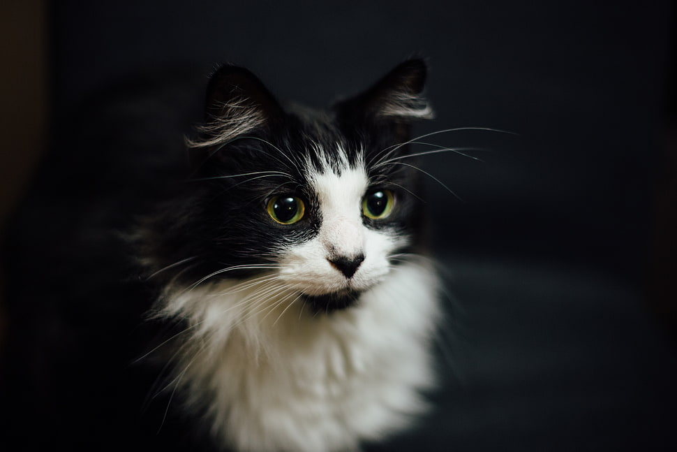 black and white long-coated cat HD wallpaper