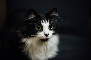 black and white long-coated cat