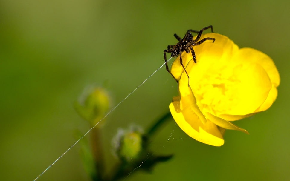 black spider on yellow flower HD wallpaper