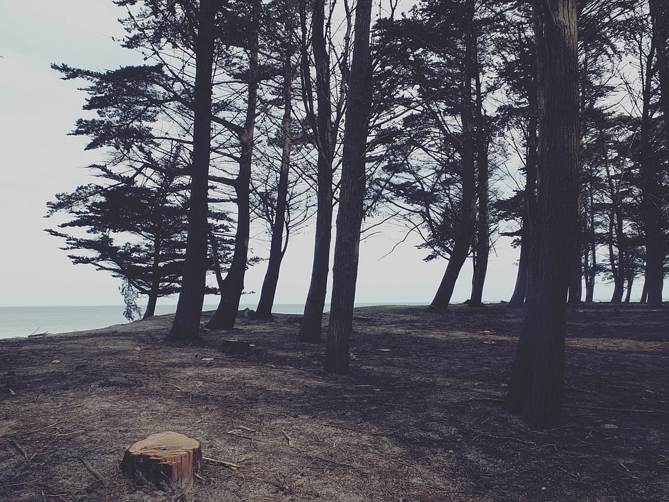 silhouette of trees, filter, nature, trees HD wallpaper