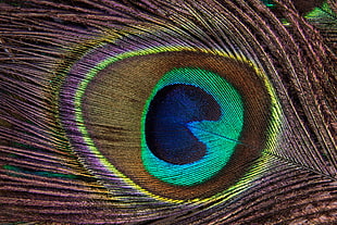 peacock feather HD wallpaper