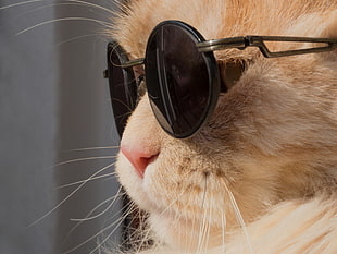 black framed hippie sunglasses, cat, animals, humor, Leon