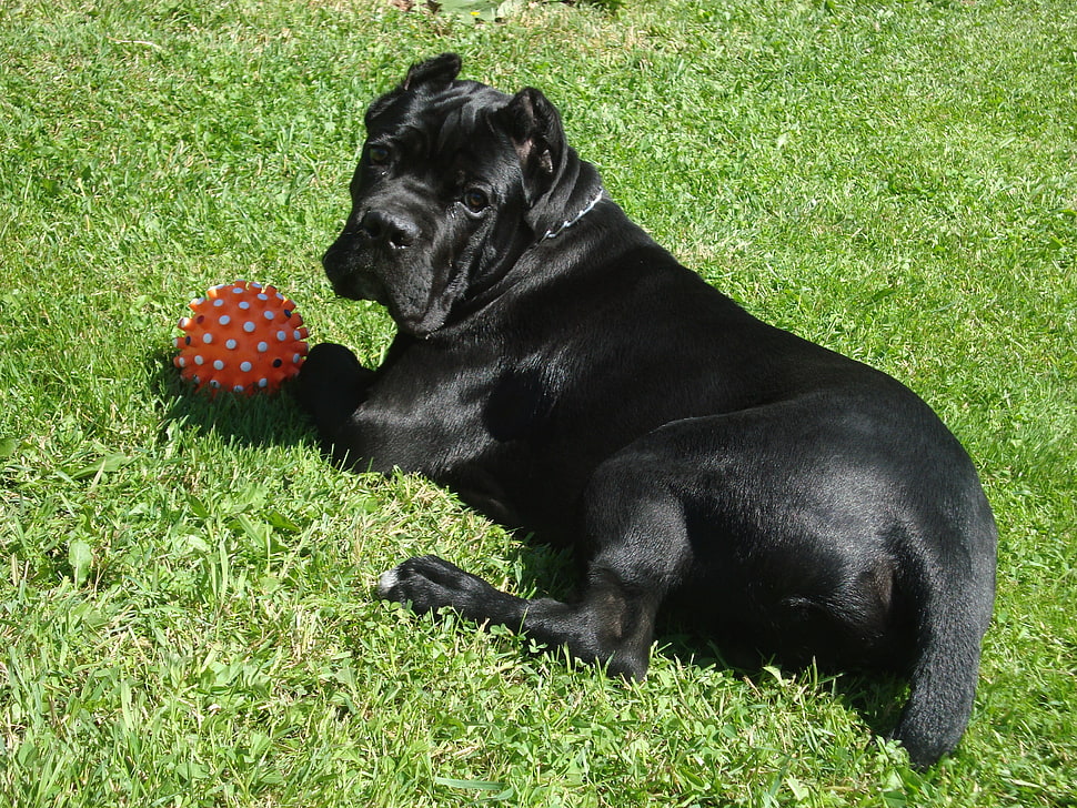 Cane Corso playing orange ball during daytime HD wallpaper