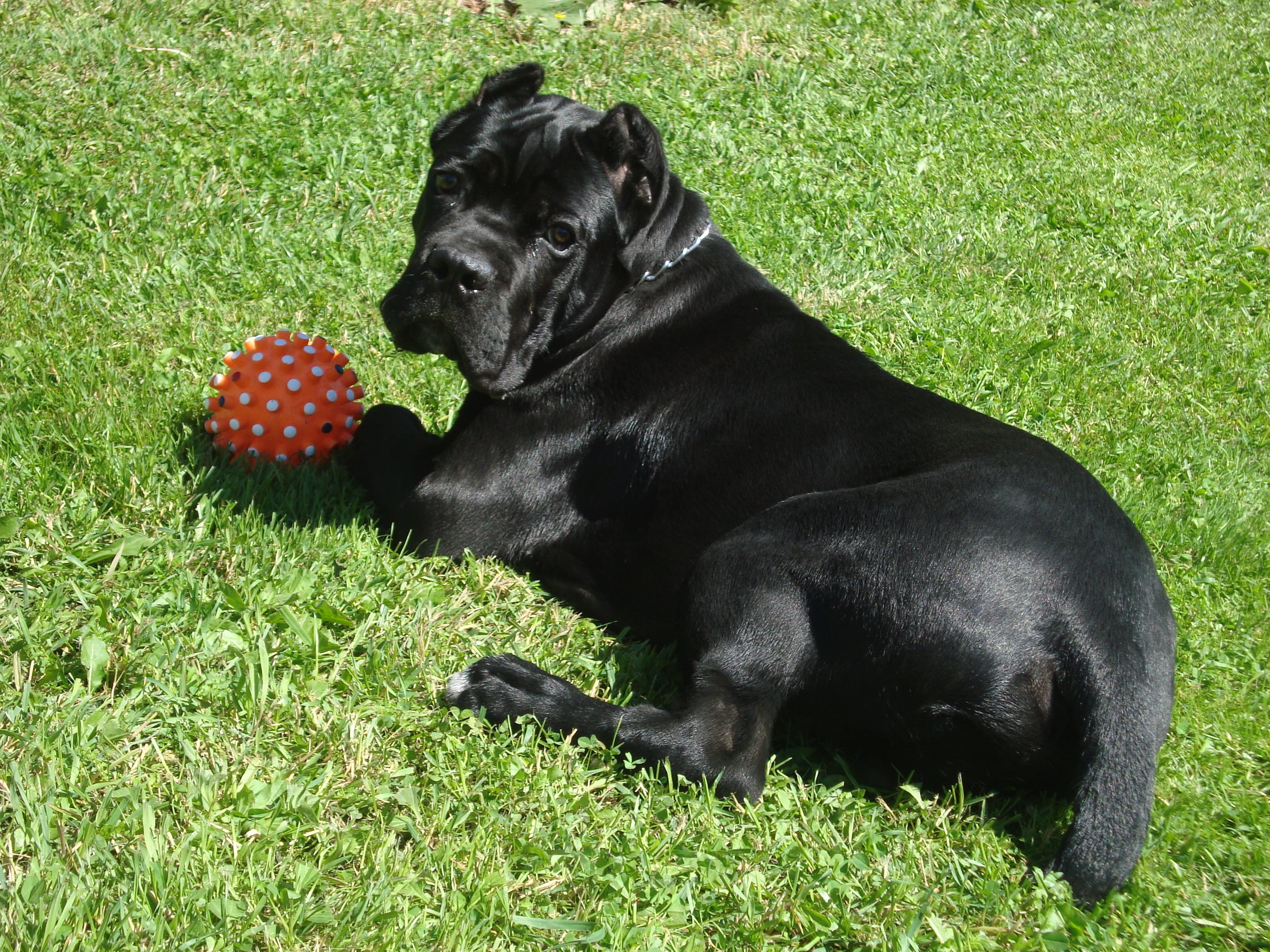 Cane Corso playing orange ball during daytime