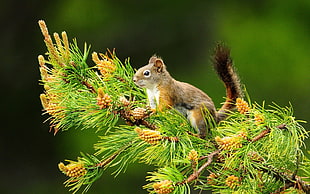 brown squirrel on top of pine tree