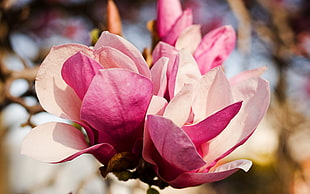 pink saucer magnolia flowers in closeup photo