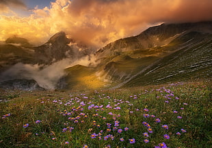 bed of purple petaled flowers, mountains, sunset, clouds, flowers