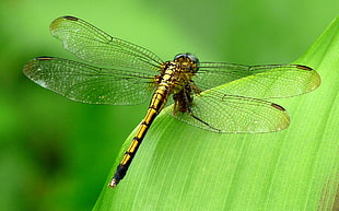 brown dragonfly perched on green leaf