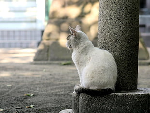 short-coated white cat beside gray concrete pillar