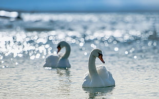 two white ducks on body of water HD wallpaper