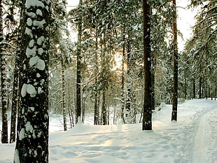 black high trees surrounded by snow at golden hour HD wallpaper