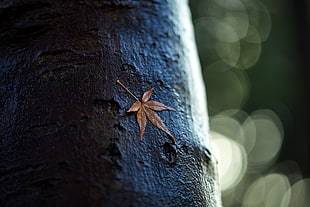 selective focus photography of maple leaf stocked on tree trunk