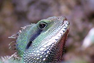 green and gray Iguana, lizard