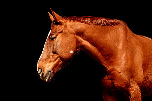 brown Horse HD wallpaper