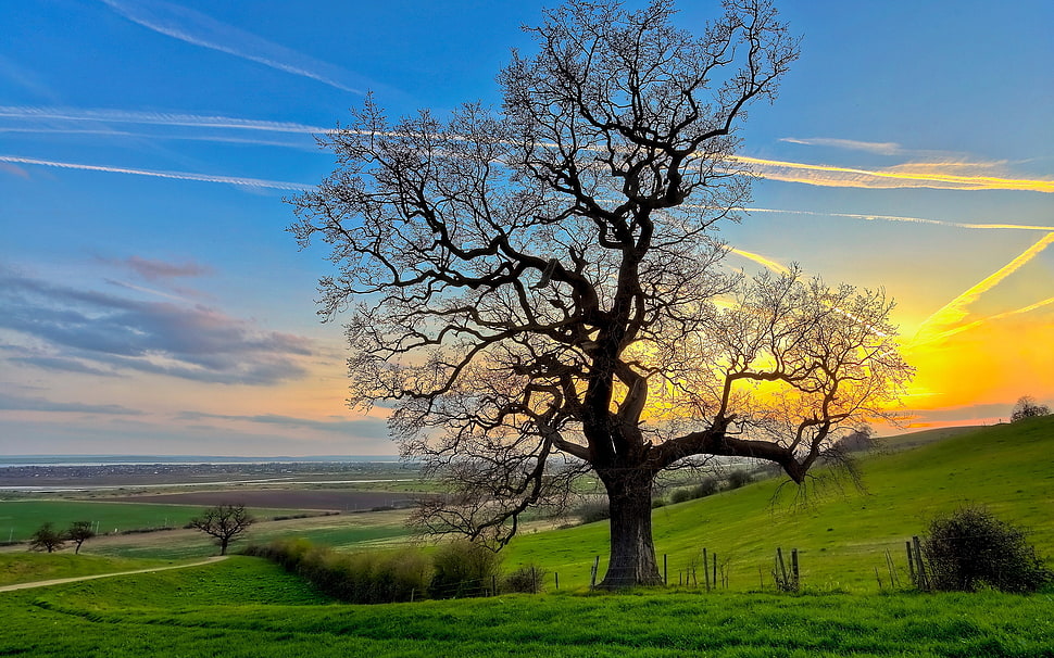 bare tree on green grass field during daytime HD wallpaper