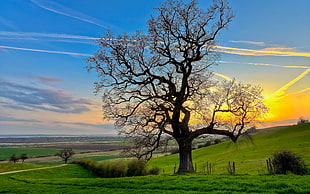 bare tree on green grass field during daytime