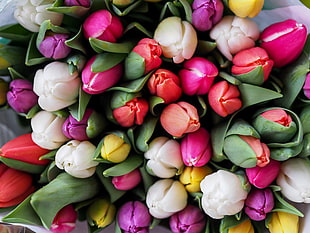 Tulips flowers HD wallpaper