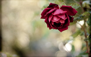red rose flower, nature, flowers, rose HD wallpaper