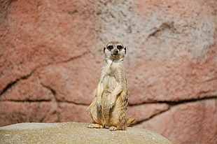 Meerkat,  Sitting,  Funny HD wallpaper