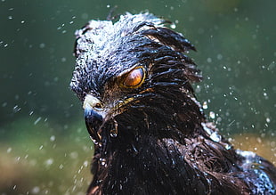 hawk, eagle, black hawk, birds, rain HD wallpaper