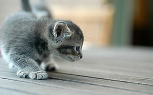 silver tabby kitten, kittens, cat, baby animals